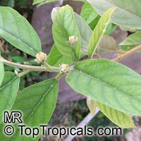 Kiggelaria africana, Wild peach