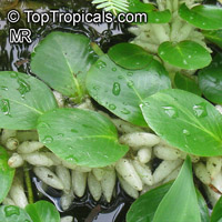 Ludwigia helminthorrhiza, Bushy Seed Box, Rattlebox 