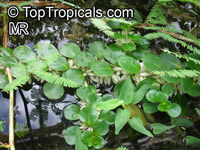 Ludwigia helminthorrhiza, Bushy Seed Box, Rattlebox 