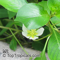 Ludwigia helminthorrhiza, Bushy Seed Box, Rattlebox 