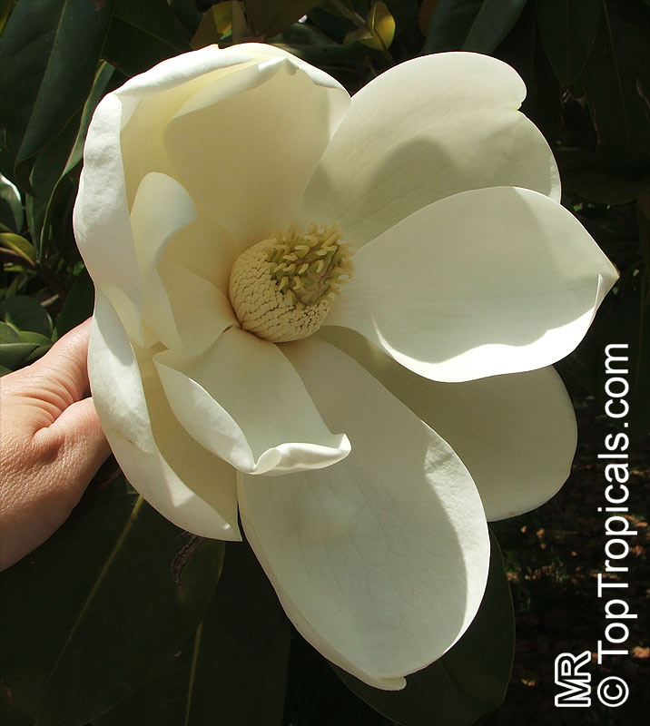 http://toptropicals.com/pics/garden/m1/bel/Magnolia_grandiflora6730.jpg