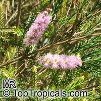 Melaleuca decussata, Cross-leaved Honey-myrtle, Totem Poles
