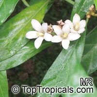 Mitriostigma sp., African gardenia