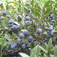 Myrtus communis