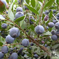 Myrtus communis