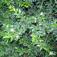 Myrtus communis