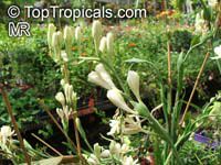 Polianthes tuberosa, Tuberose