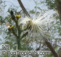 Pseudobombax ellipticum, Pseudobombax grandiflorum, Pink Shaving Brush Tree