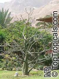 Pseudobombax ellipticum, Pseudobombax grandiflorum, Pink Shaving Brush Tree