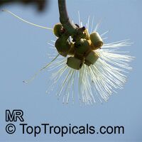Pseudobombax ellipticum, Pseudobombax grandiflorum, Pink Shaving Brush Tree