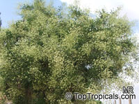 Sophora japonica, Styphnolobium japonicum, Japanese Pagoda Tree, Scholar-tree