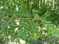 Sophora japonica, Styphnolobium japonicum, Japanese Pagoda Tree, Scholar-tree