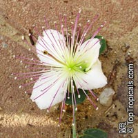 Capparis spinosa, Caper