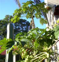 Carica papaya, Papaya
