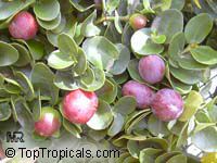 Carissa macrocarpa, Carissa grandiflora, Natal Plum