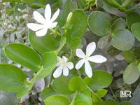 Carissa macrocarpa, Carissa grandiflora, Natal Plum