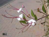 Clerodendrum inerme, Volkameria inermis, Wild Jasmine, Sorcerers Bush, Seaside clerodendrum, Clerodendron Clerodendrum inerme, Volkameria inermis, Wild Jasmine, Sorcerers Bush, Seaside clerodendrum, Clerodendron