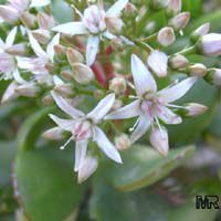 Crassula ovata, Crassula argentea, Crassula portulacea, Jade Plant, Dollar Plant