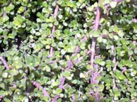 Portulacaria afra, Elephant