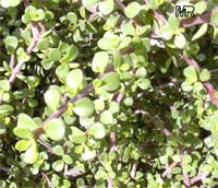 Portulacaria afra, Elephant