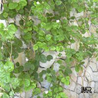 Jasminum sambac Mysore Mulli, Mysore Mulli
