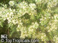 Melaleuca sp., Melaleuca
