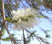 Melaleuca ericifolia, Swamp Paperbark, Australian Rosalina