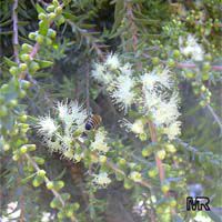 Melaleuca sp., Melaleuca