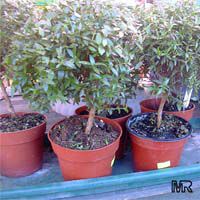 Myrtus communis