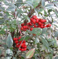 Nandina domestica Nandina domestica