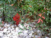 Nandina domestica Nandina domestica