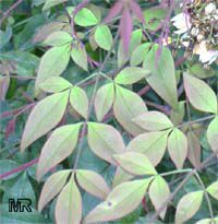 Nandina domestica Nandina domestica