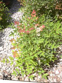 Nandina domestica Nandina domestica