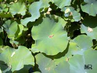 Nelumbo nucifera, Asiatic Lotus