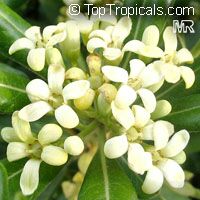 Pittosporum tobira, Japanese Mockorange, Japanese Pittosporum, Tobira