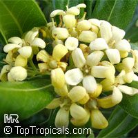 Pittosporum tobira, Japanese Mockorange, Japanese Pittosporum, Tobira