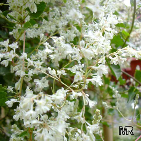 polygonum_baldschuanicum6107.jpg