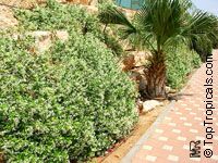 Trachelospermum jasminoides, Confederate Jasmine, Star Jasmine Trachelospermum jasminoides, Confederate Jasmine, Star Jasmine