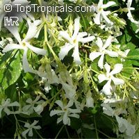 Trachelospermum jasminoides, Confederate Jasmine, Star Jasmine Trachelospermum jasminoides, Confederate Jasmine, Star Jasmine