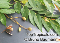Cedrela fissilis, Cedro Blanco, Brazilian Cedarwood