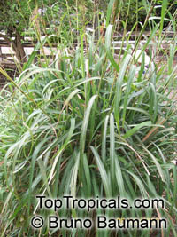 Cymbopogon winterianus, Citronella Grass