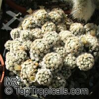Mammillaria sp., Mammillaria