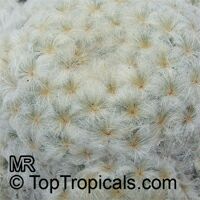 Mammillaria sp., Mammillaria
