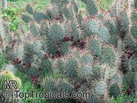 Opuntia sp., Prickly Pear