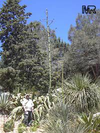 Agave sp., Agave