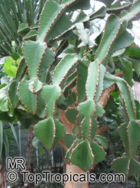 Euphorbia sp., Milkweed, Spurge