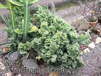 Euphorbia lactea, Candelabra Plant, Elkhorn