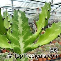 Euphorbia lactea, Candelabra Plant, Elkhorn