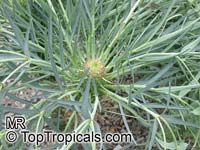 Euphorbia monteiroi, Brandberg Euphorbia