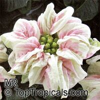 Euphorbia pulcherrima, Ponsettia, Poinsettia, Christmas Plant, Poincettia